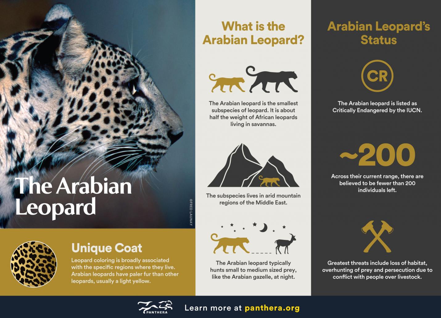 Arabian leopard infographic