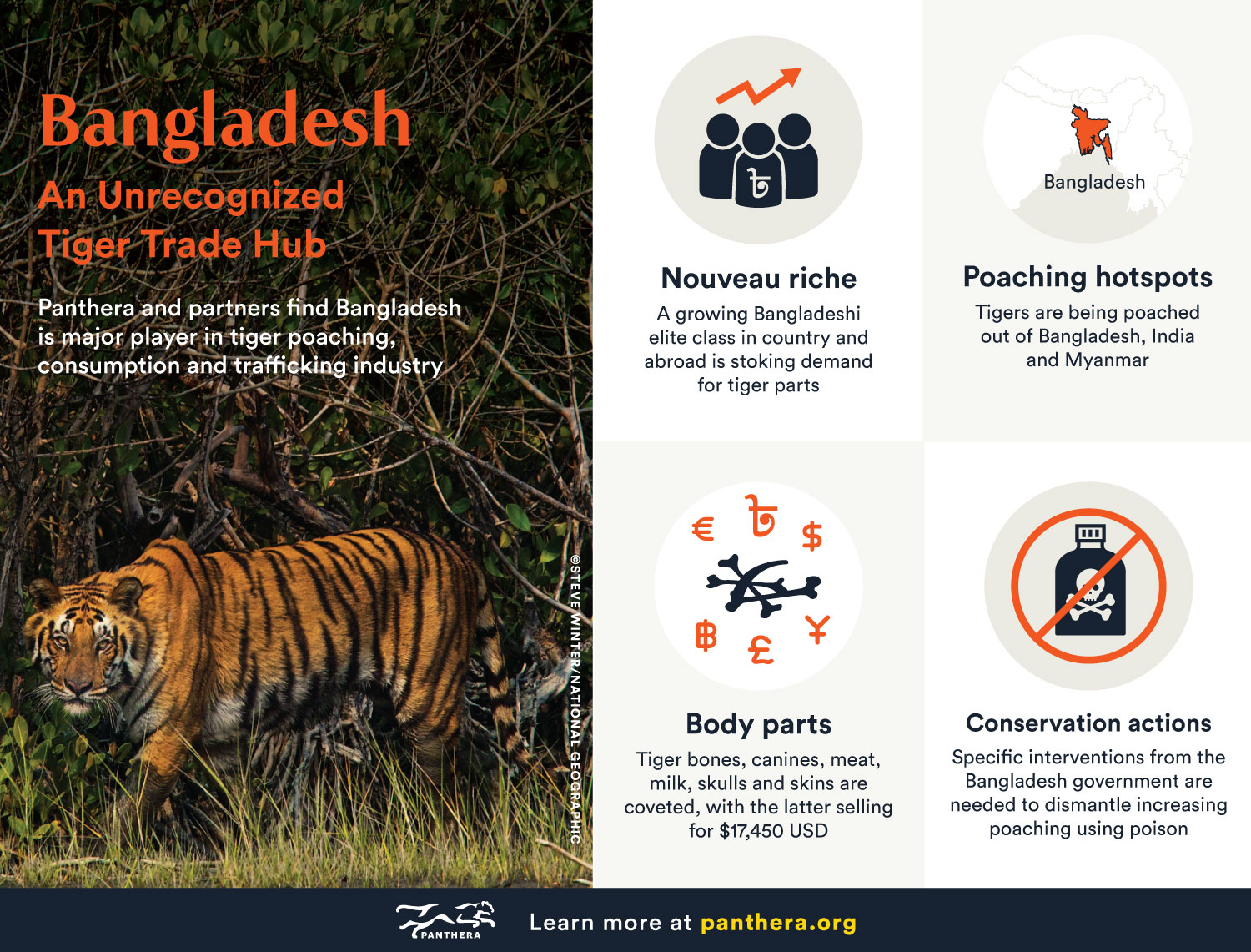 Tiger infographic