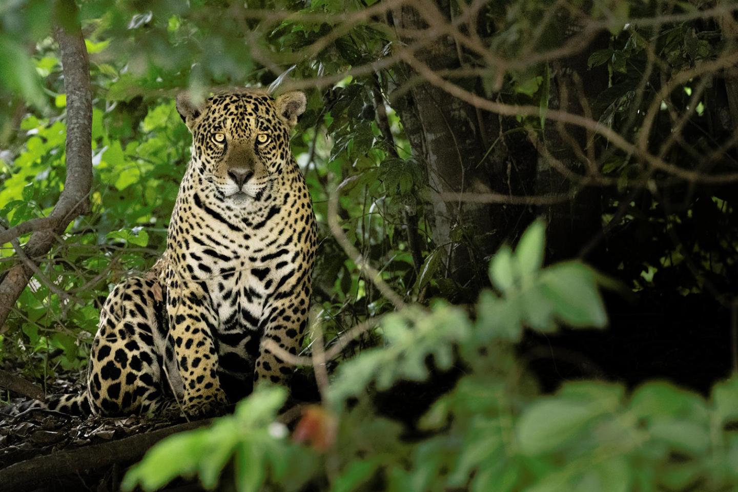 Jaguar sitting among trees