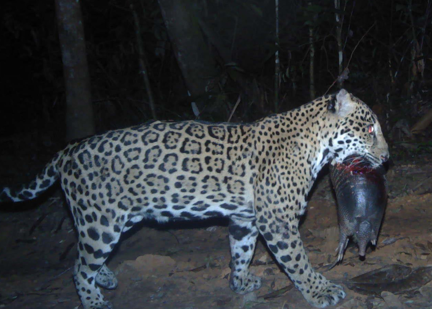 Jaguar biting into armadillo