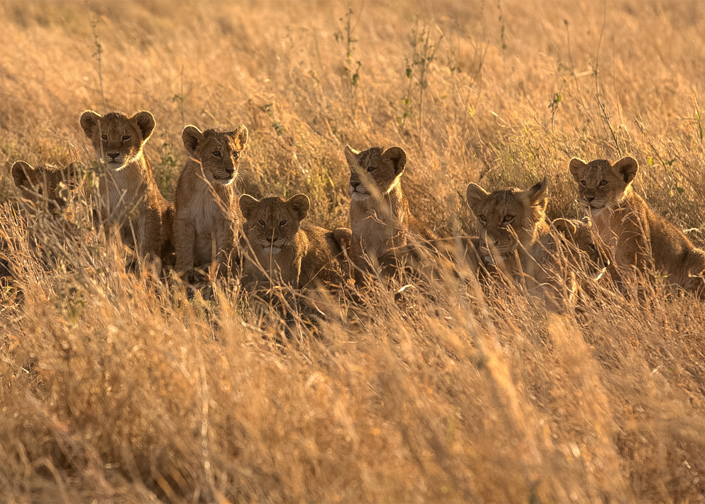 Group of lion cubs