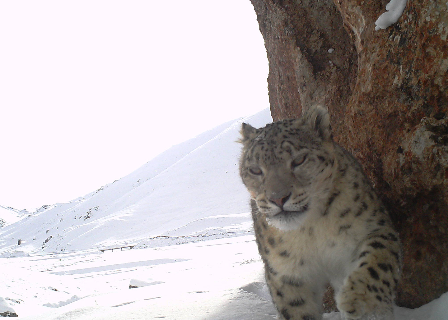 Snow leopard in mountains