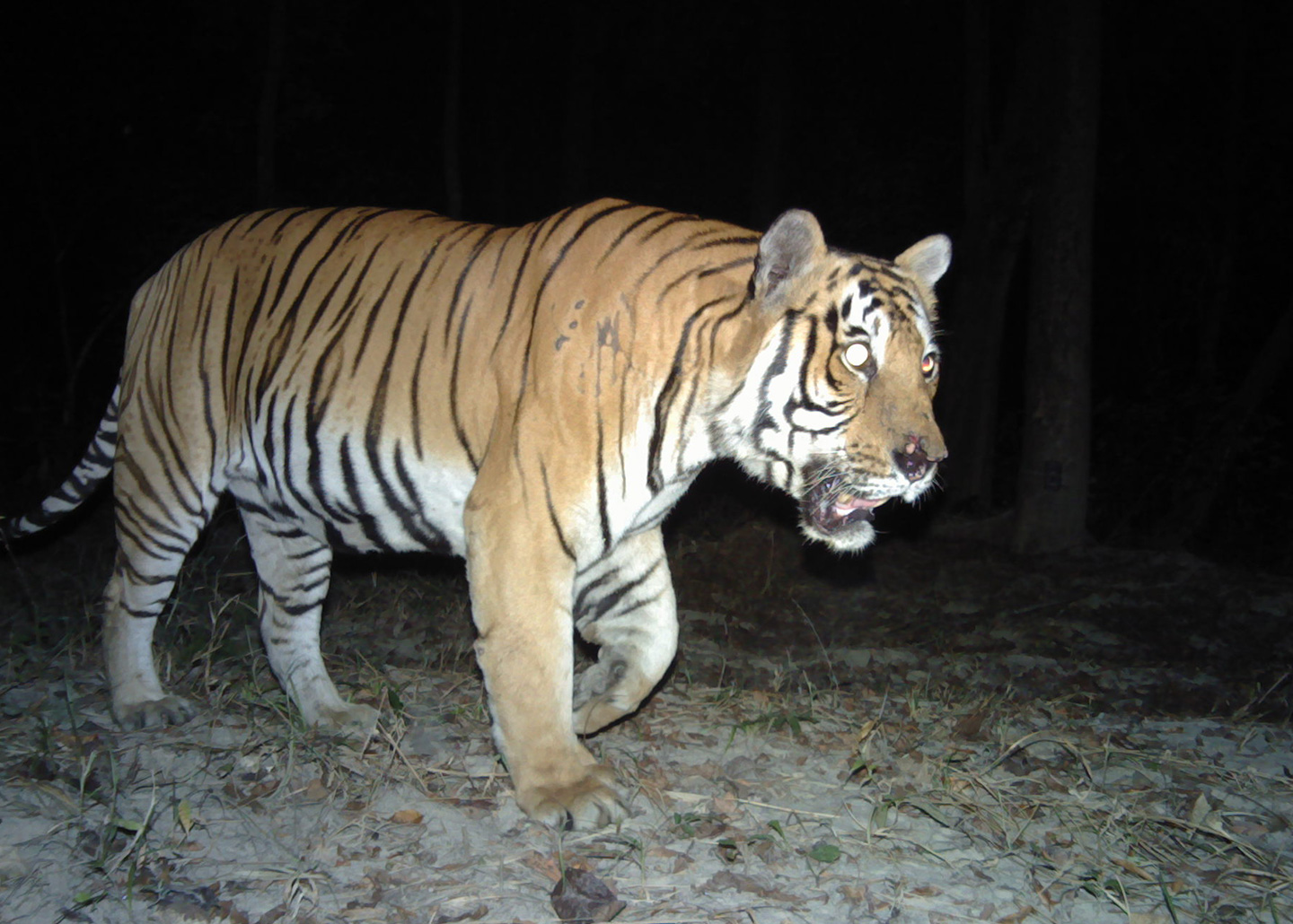 Tiger in Nepal