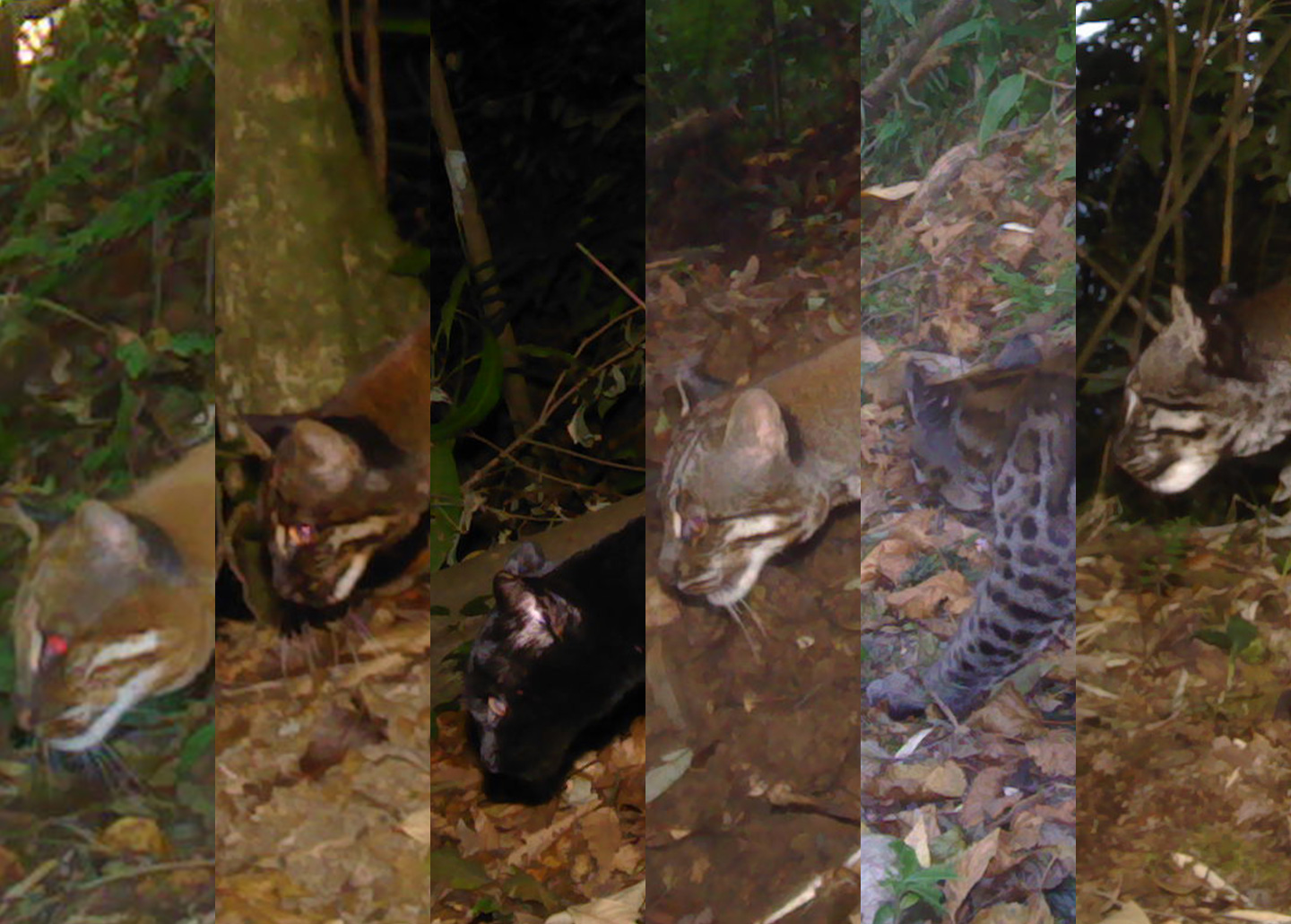 Six forms of the Asian golden caqt