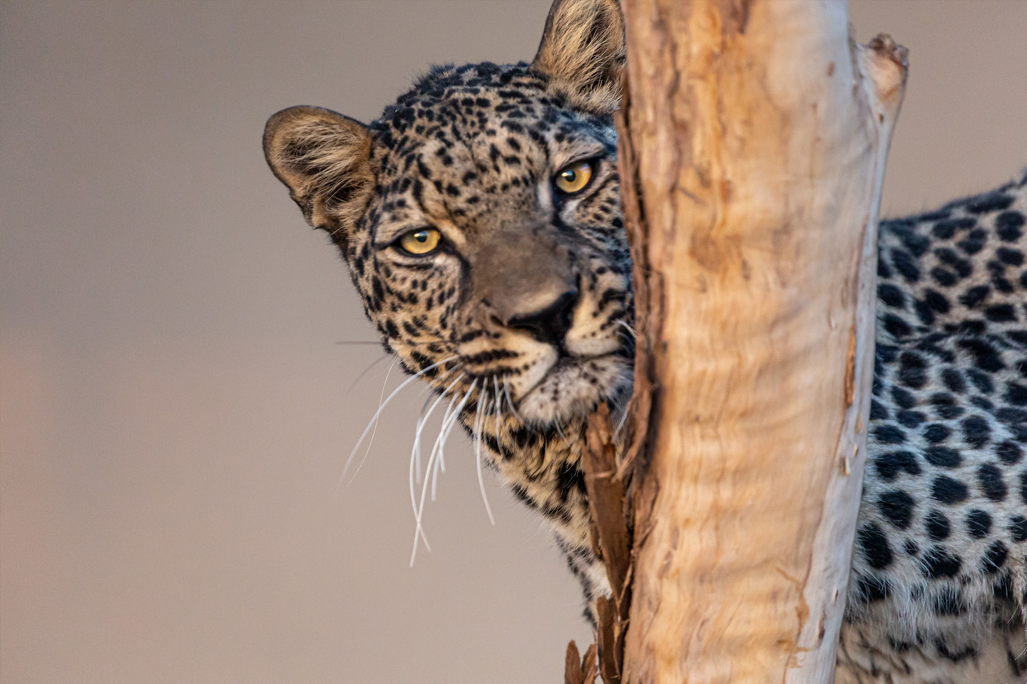 Arabian Leopard