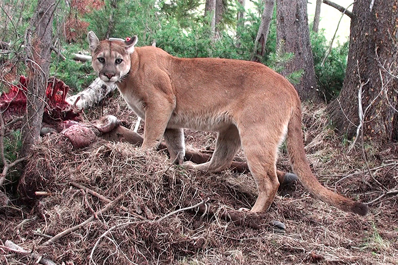 Puma over prey in forest