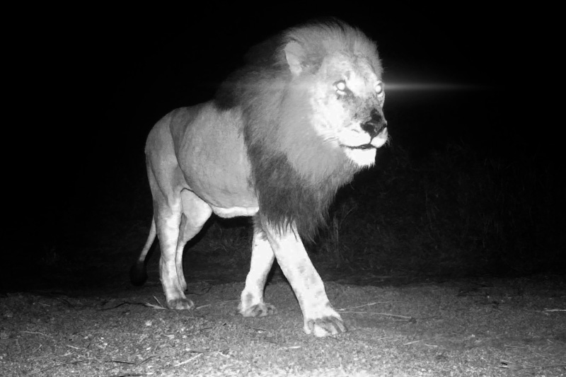 Lion with glowing eyes