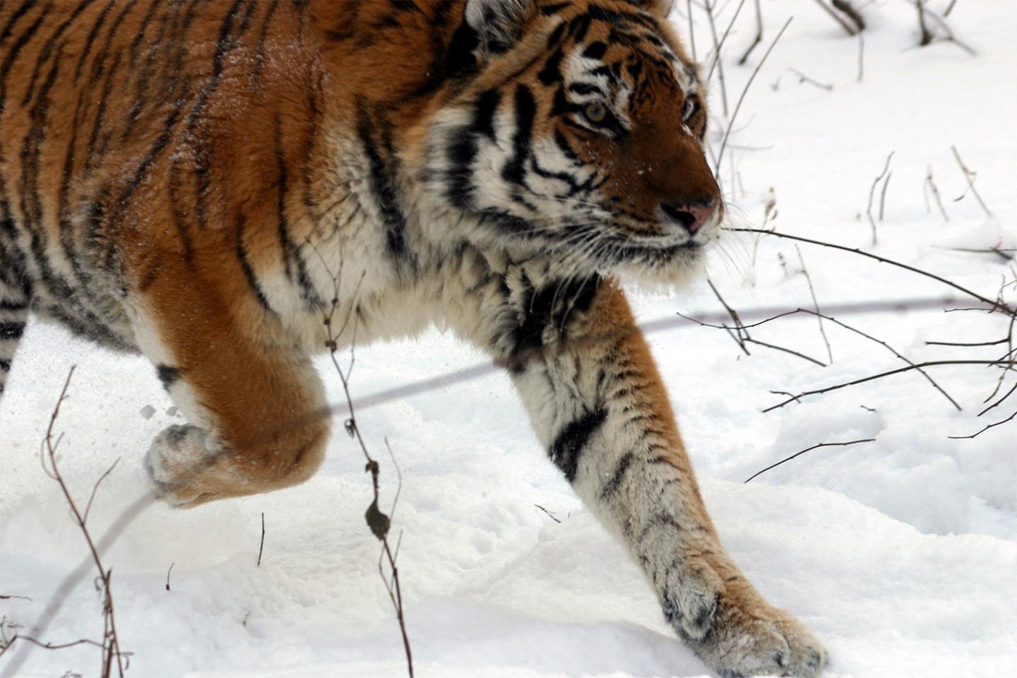 Tiger in snow