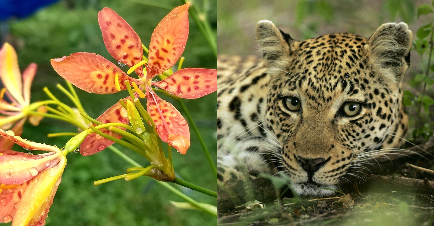 Leopard and leopard lily