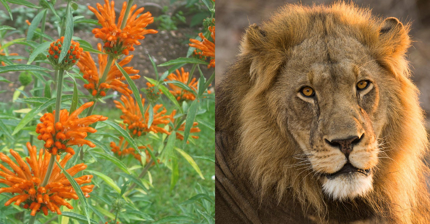 Lion and lion's ear
