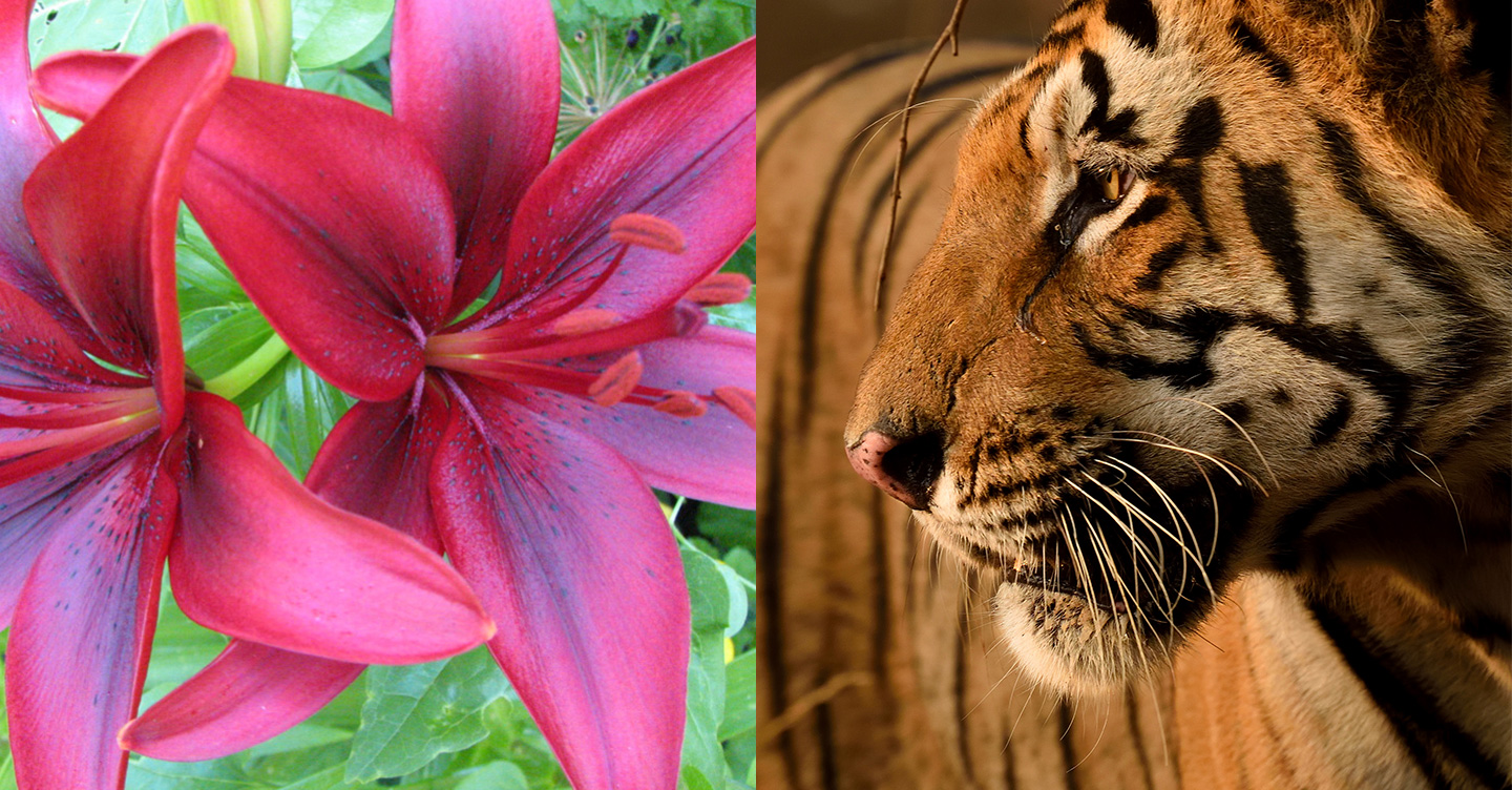 Tiger and tiger lily
