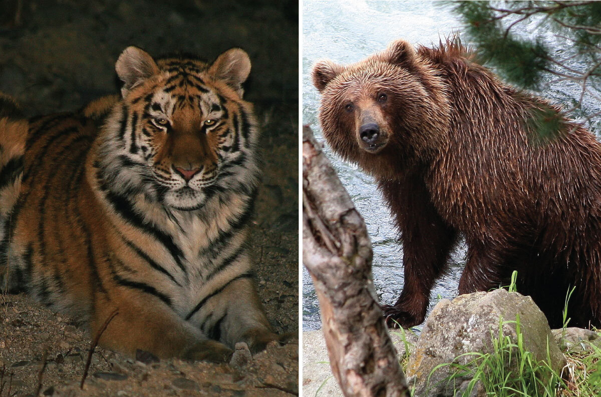 siberian tiger vs bengal tiger fight