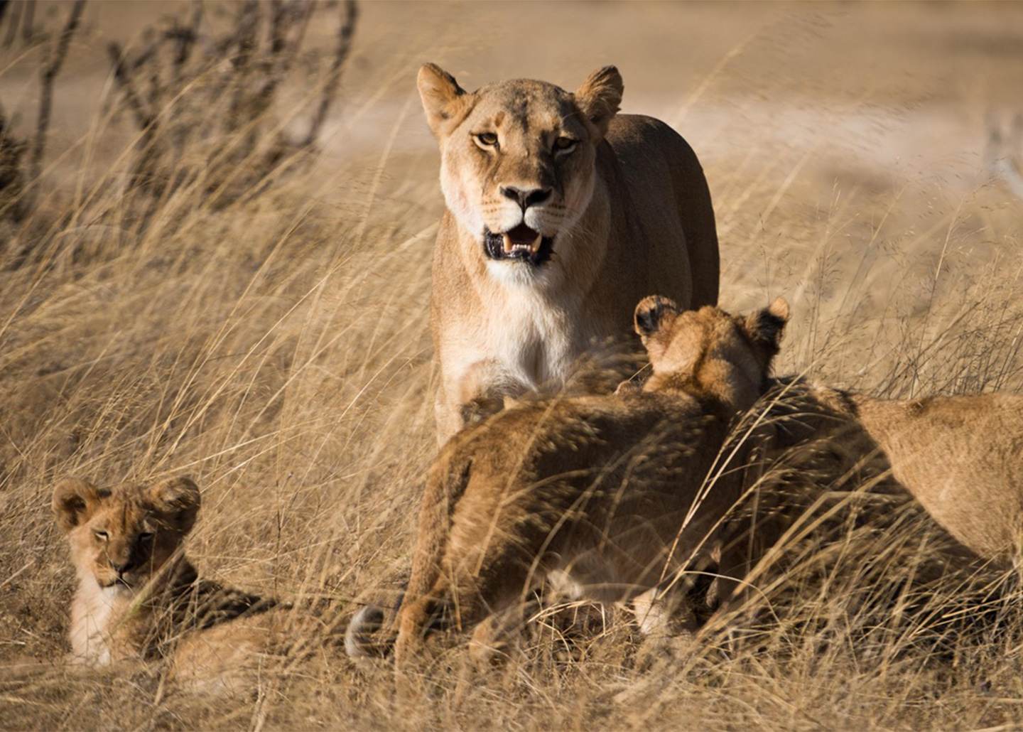 Family of lions in the bush