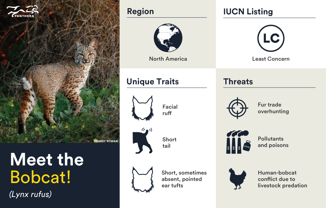 Bobcat infographic