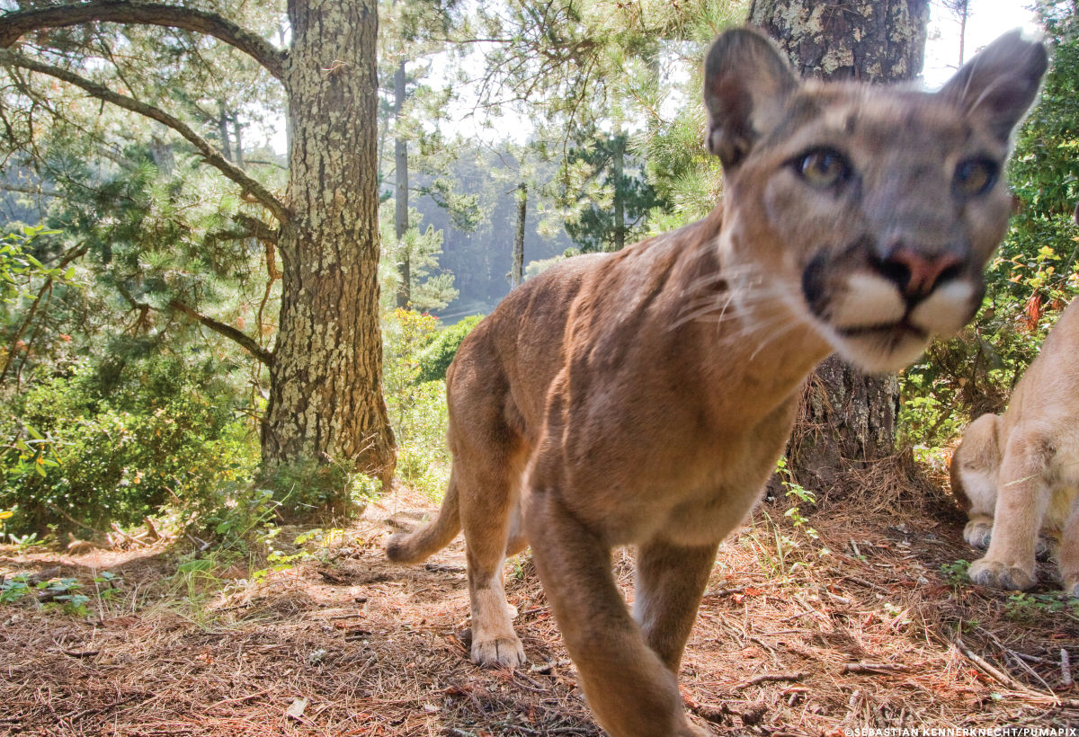 Puma camera trap