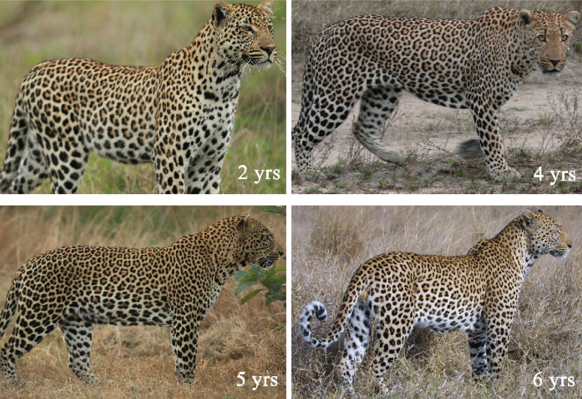 Panthera leopards