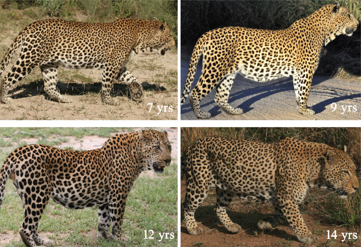 Panthera leopards