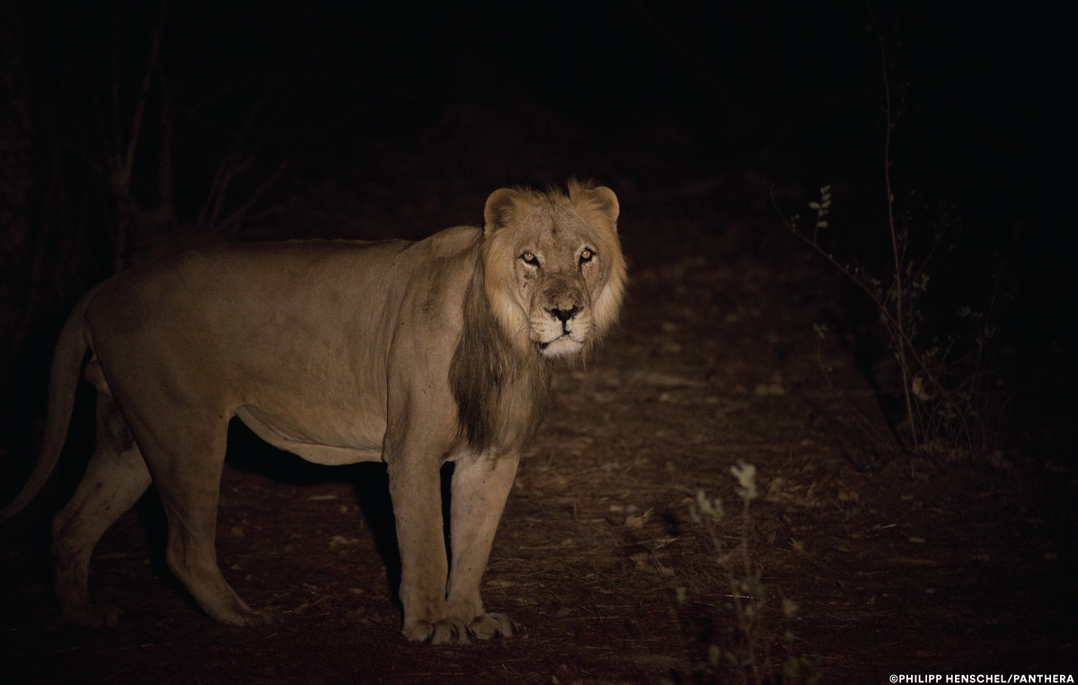 An Amazing Discovery GPS Collaring Endangered Lions | Panthera