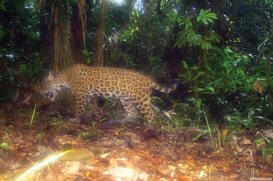 Why Indigenous Culture is Key to Jaguar Conservation | Panthera