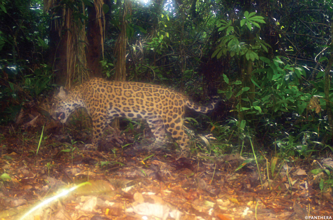 Jaguar Peru