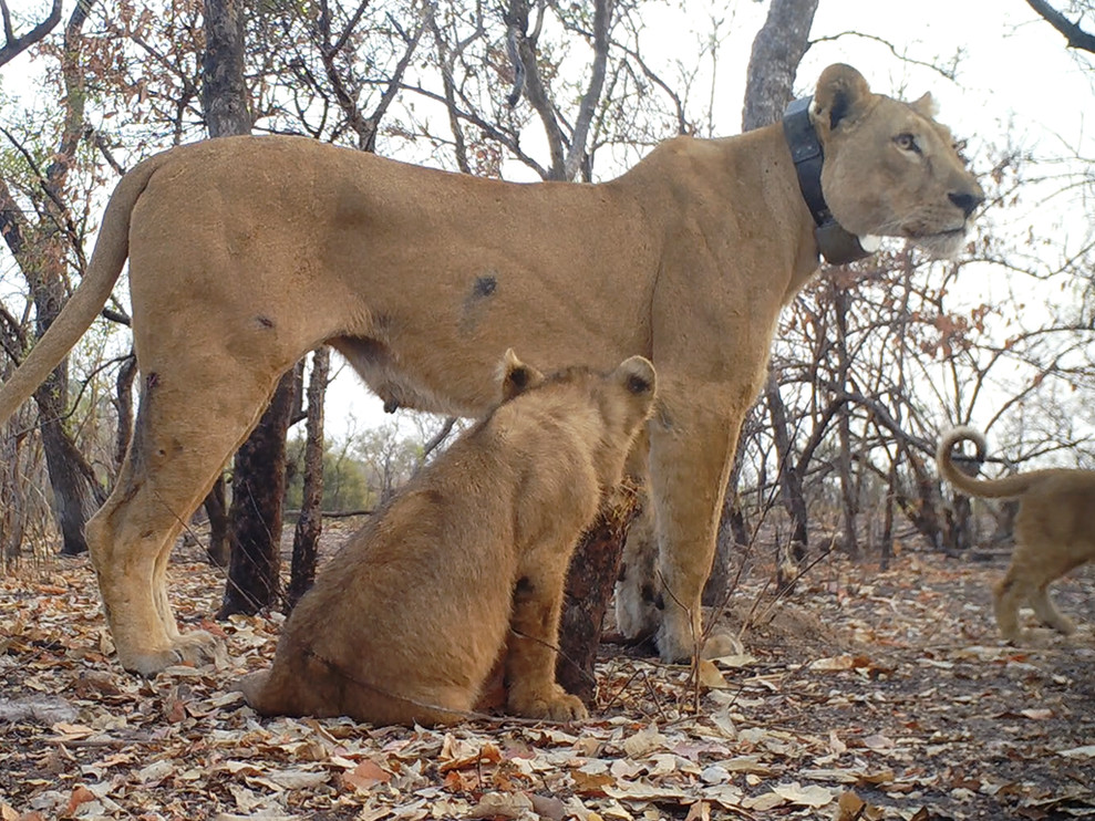 Flo the lioness with cubs