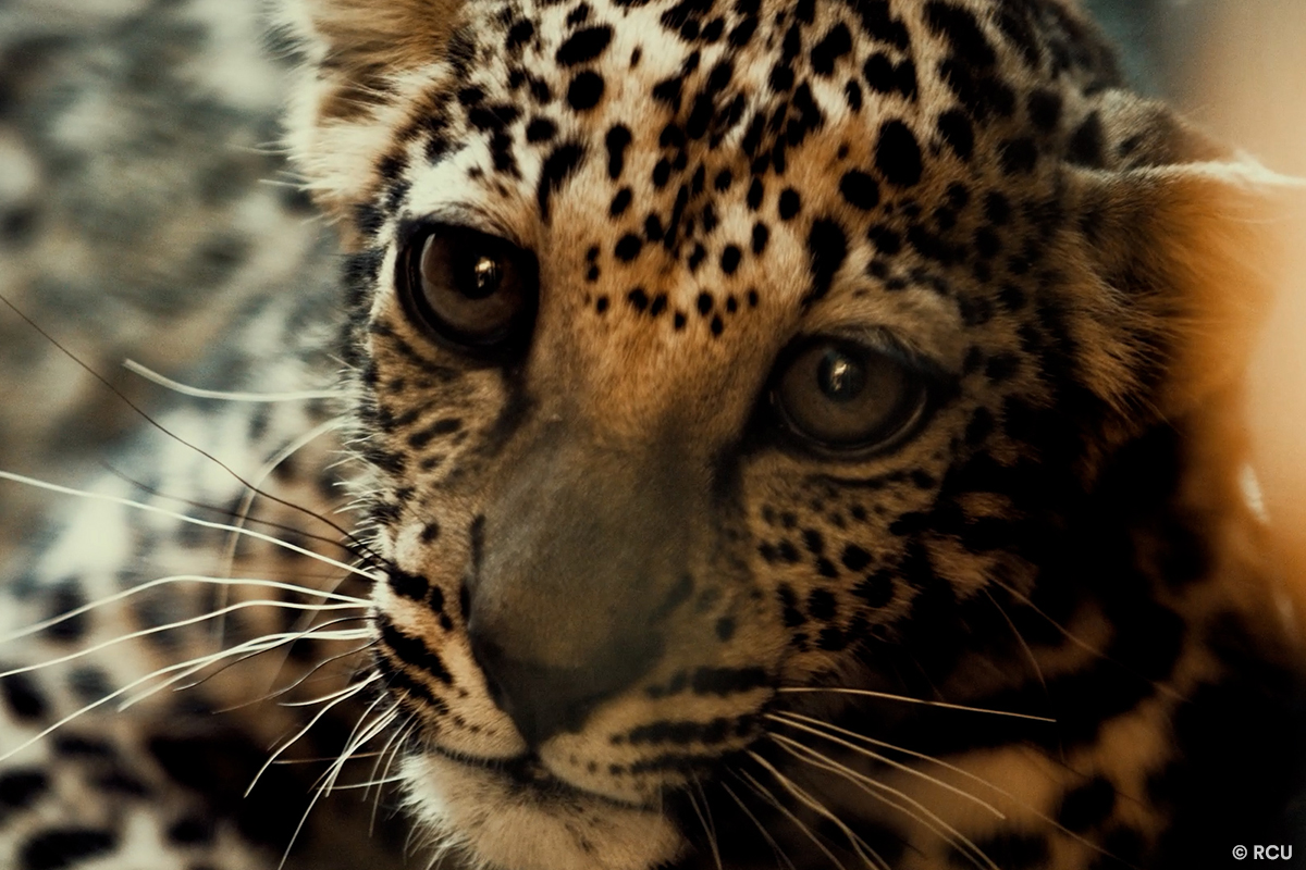 Q&A: Arabian Leopard Day | Panthera