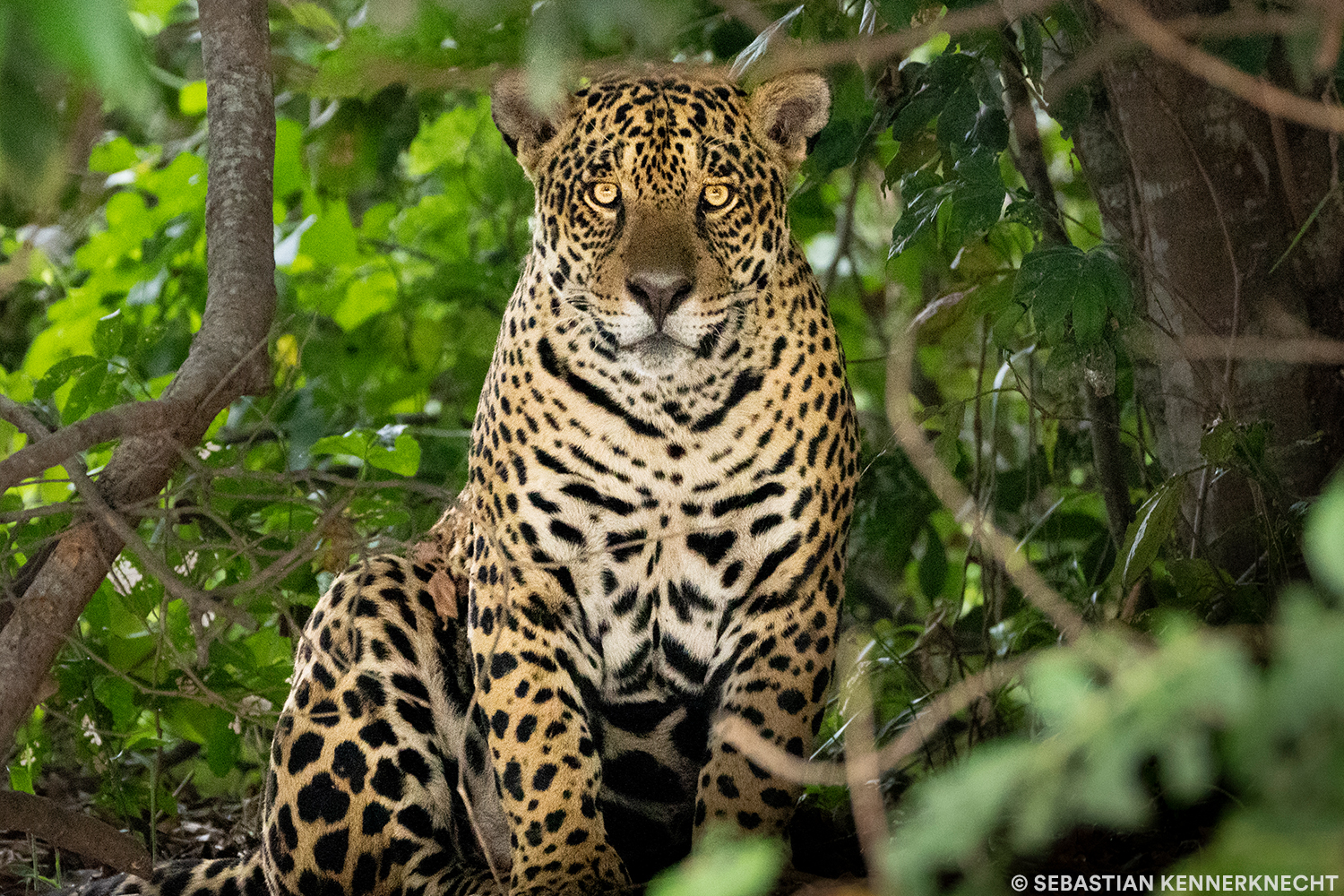 Biodiversity Loss in Wild Cat Habitats Panthera
