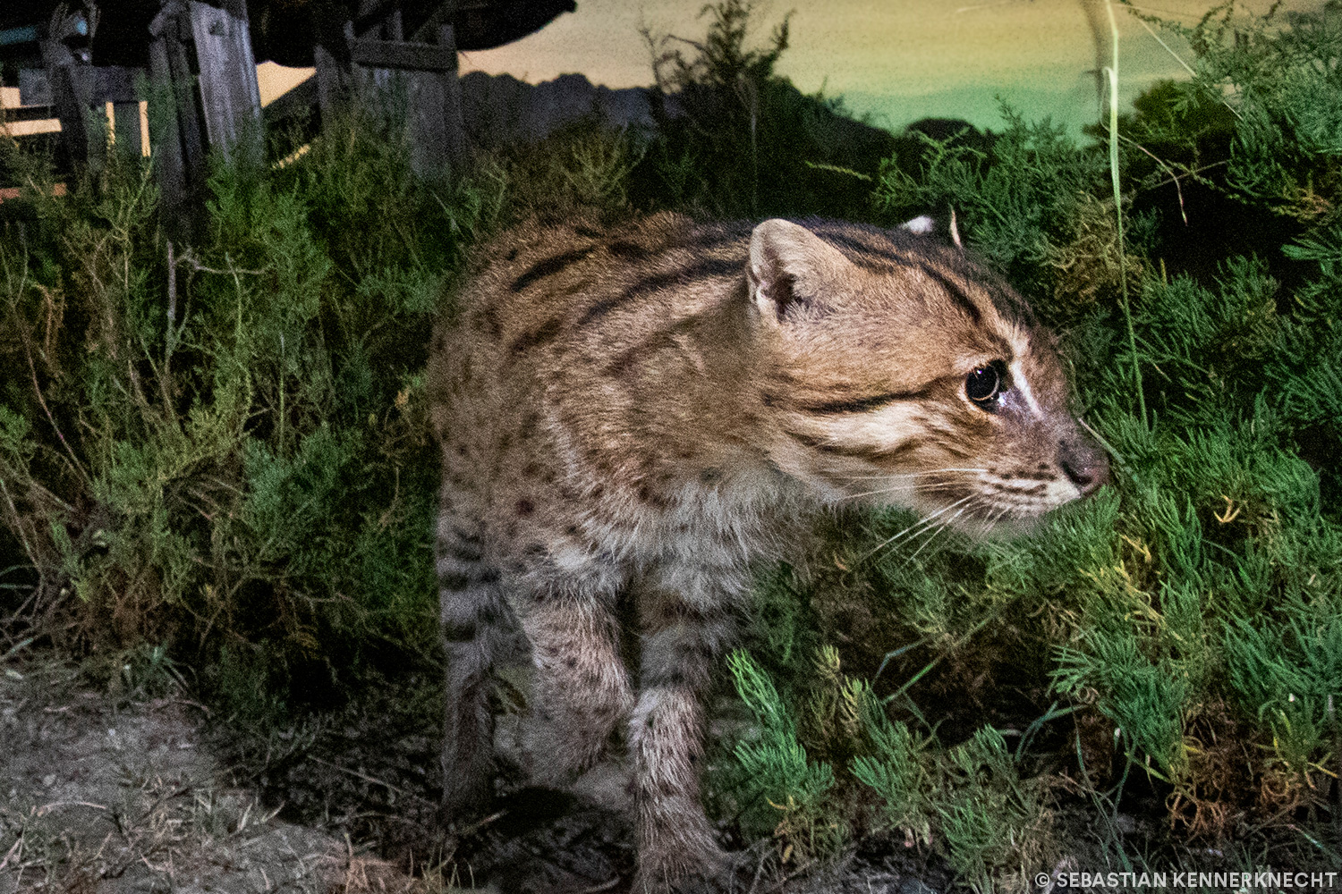 The Story of Olan: A Fishing Cat Finds His Way Home
