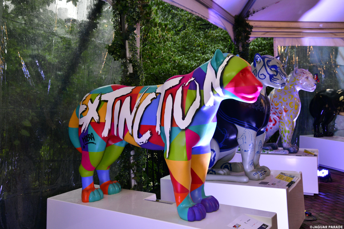Jaguars Enter a New Type of Jungle | Panthera