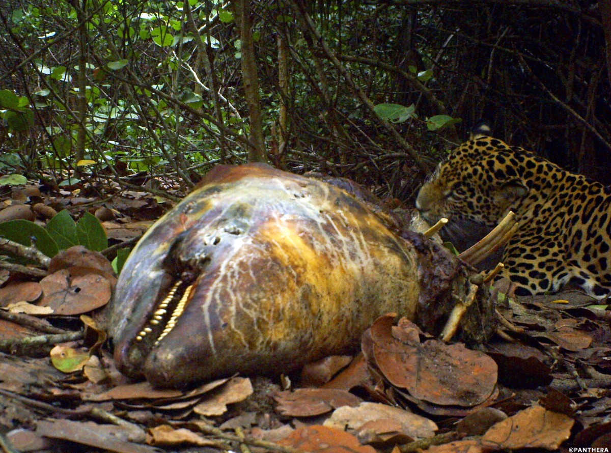 Jaguar eats dolpin carcass