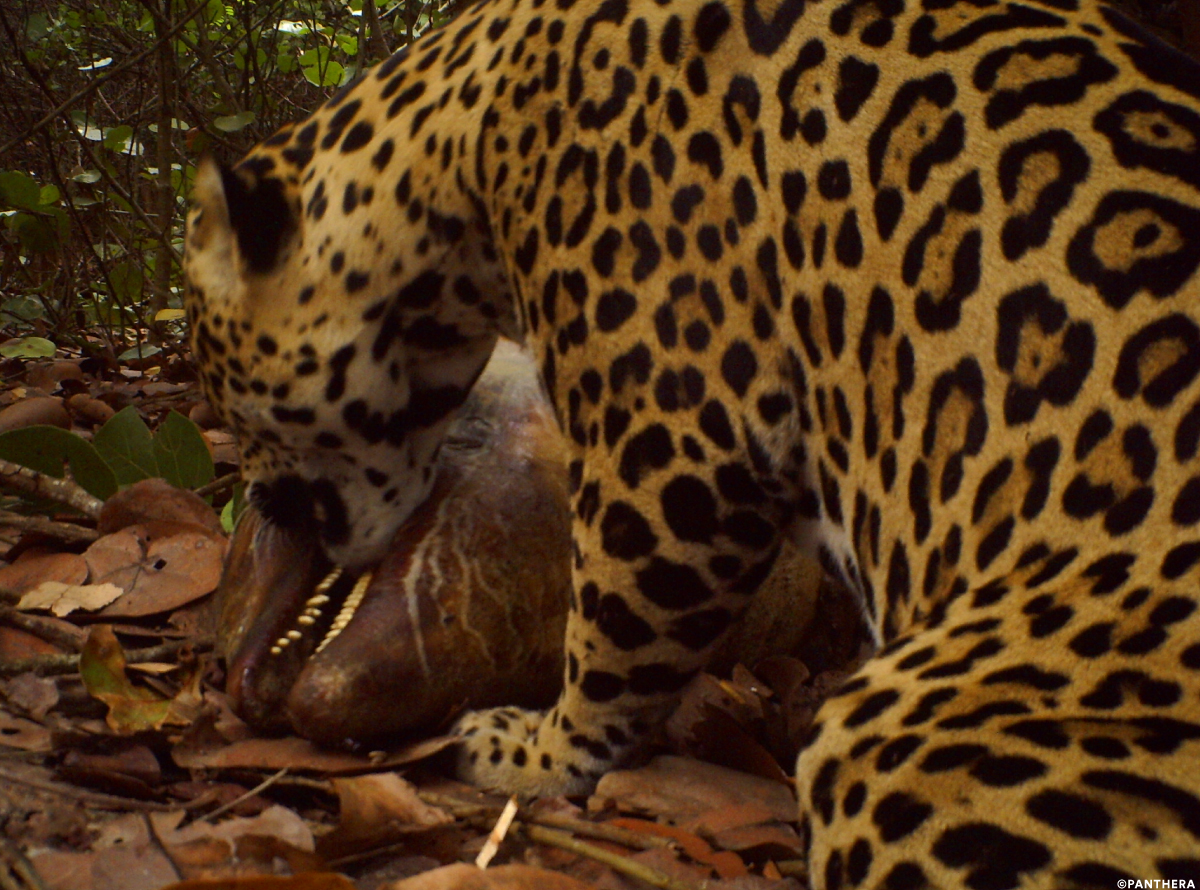 Jaguar eating dolphin carcass