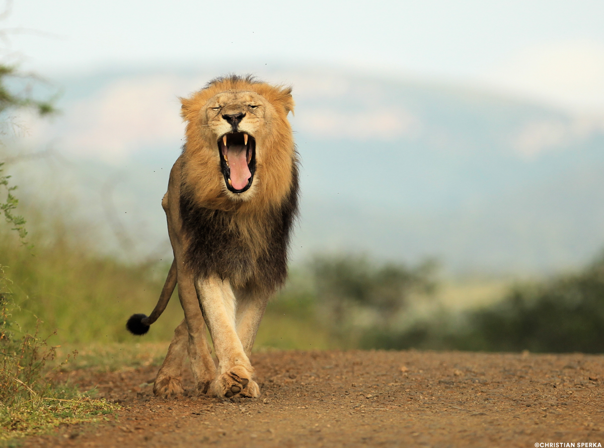 african male lion roaring