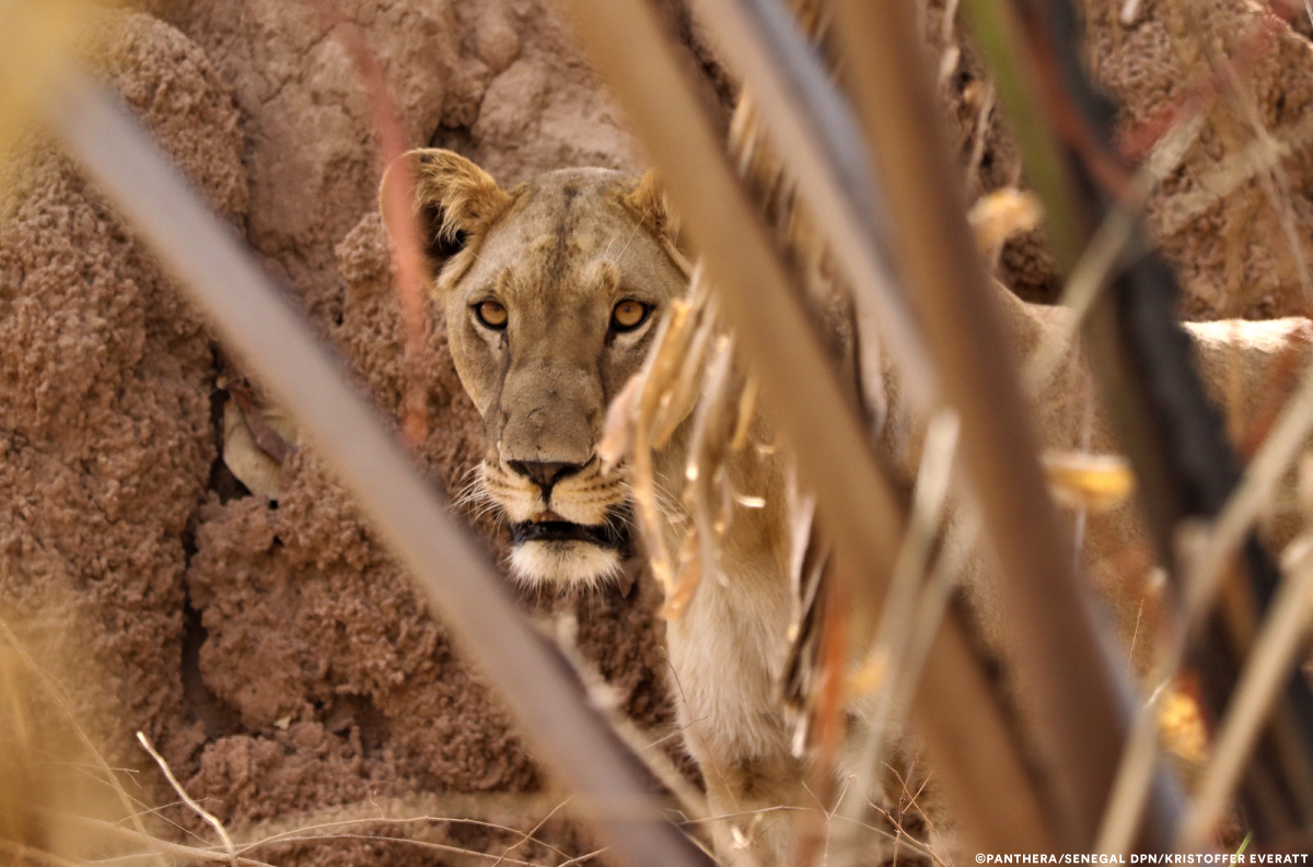 Inside the race to save West Africa's endangered lions