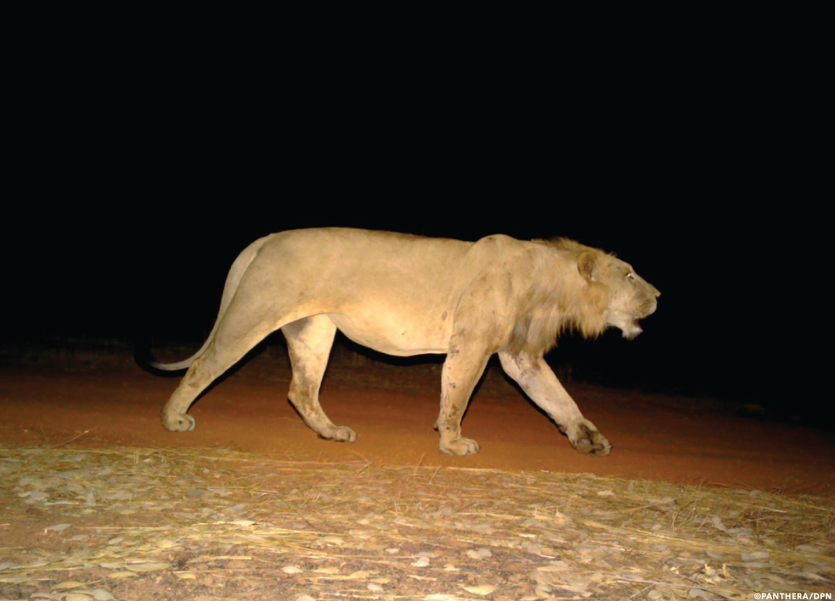 West African Lions Recovering from the Brink | Panthera