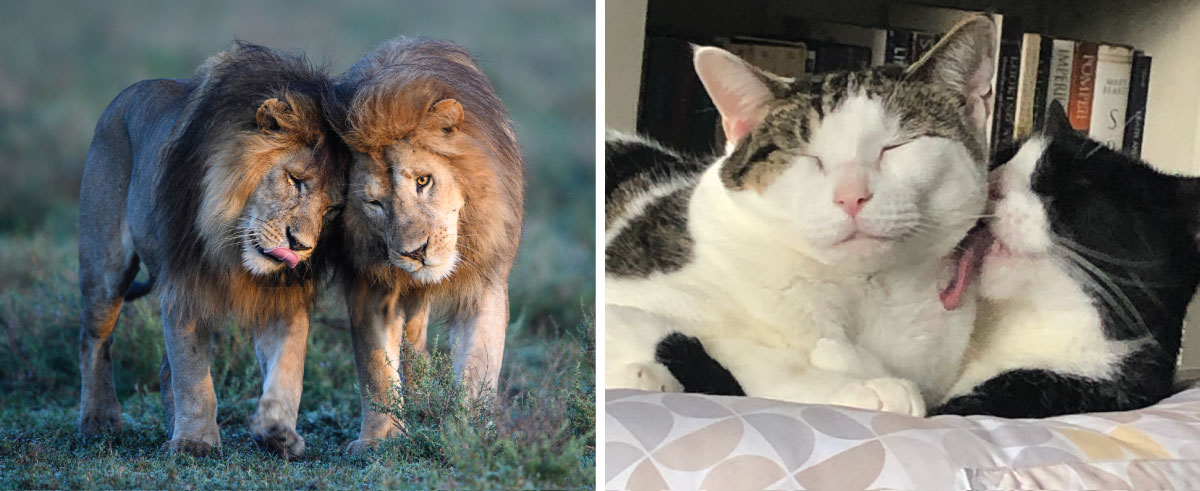 Lions and cats