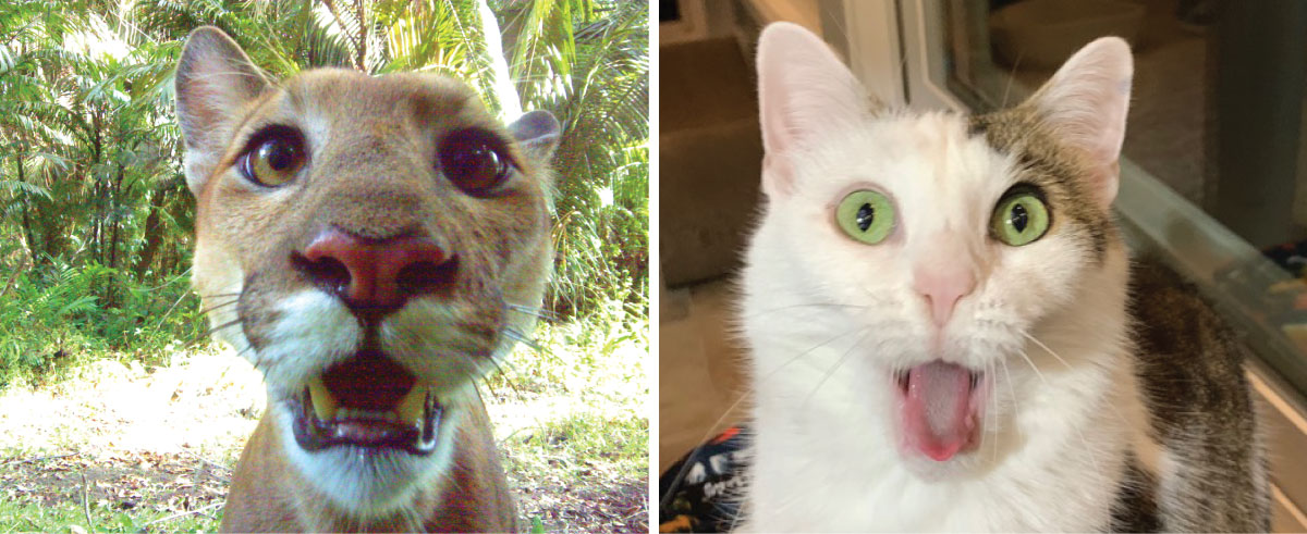 Shocked cats