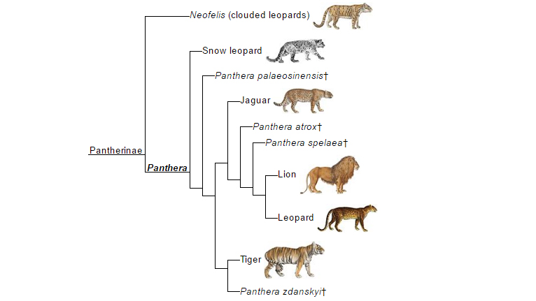 Phylogenic tree