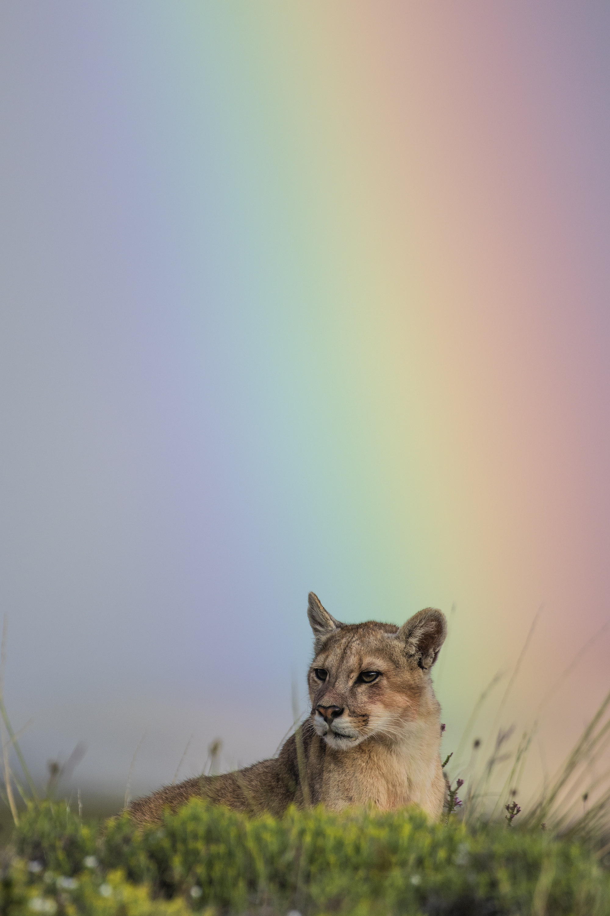 Rainbow over puma