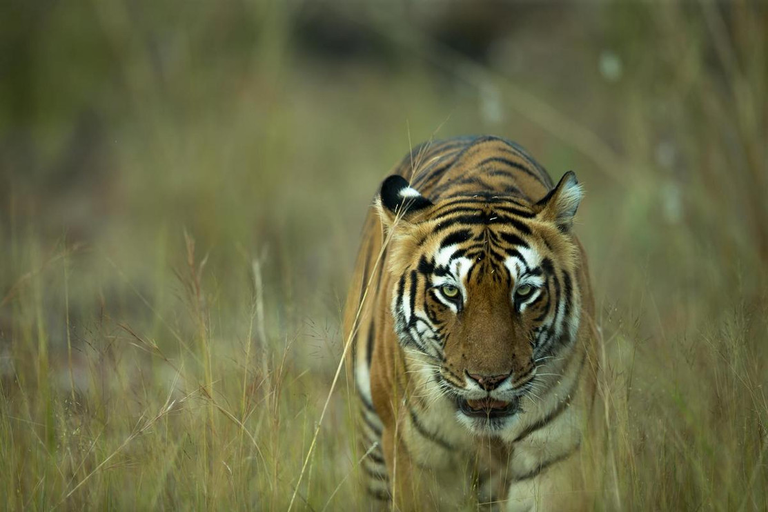 Tiger walking