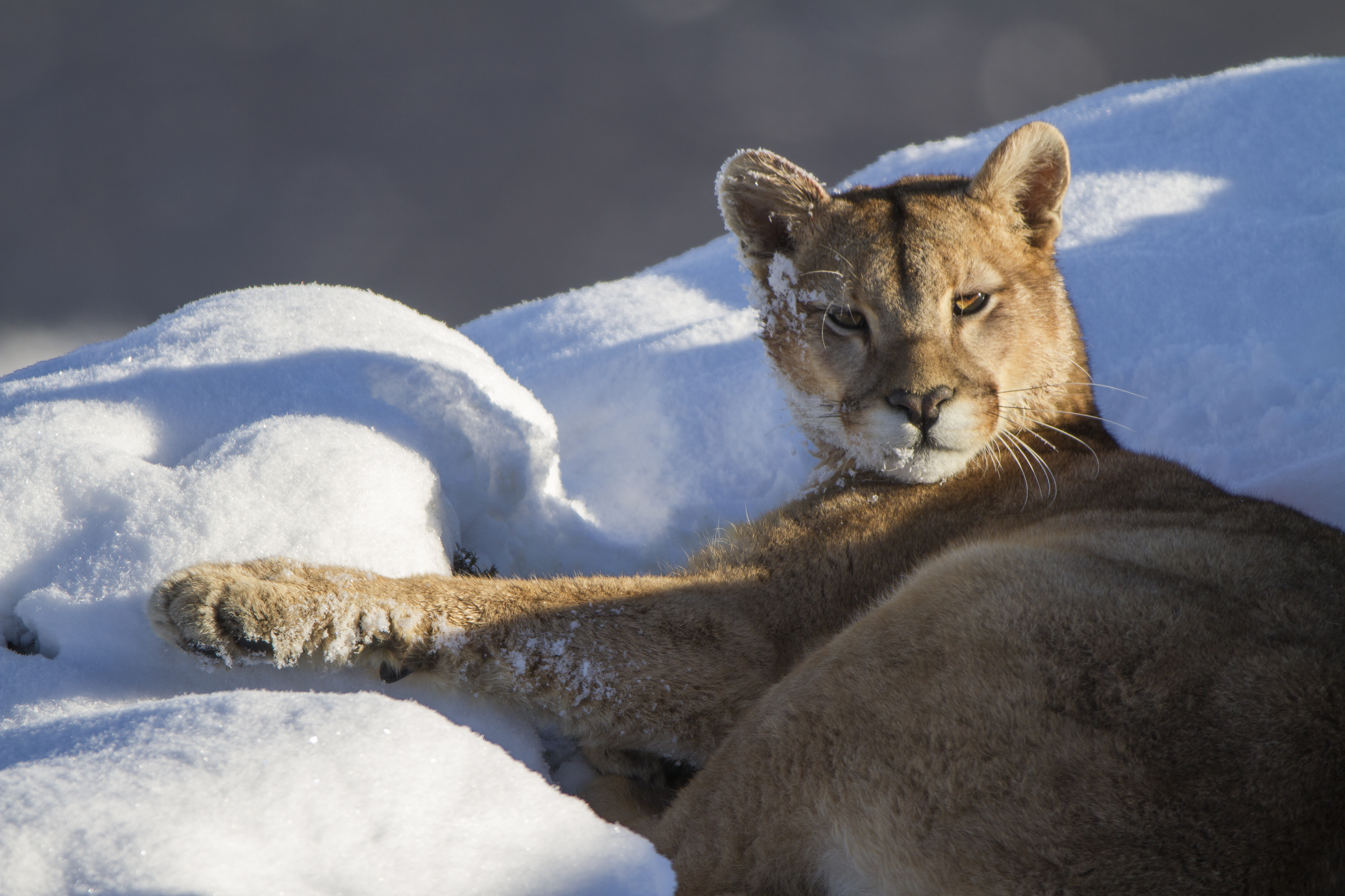 Puma in the snow