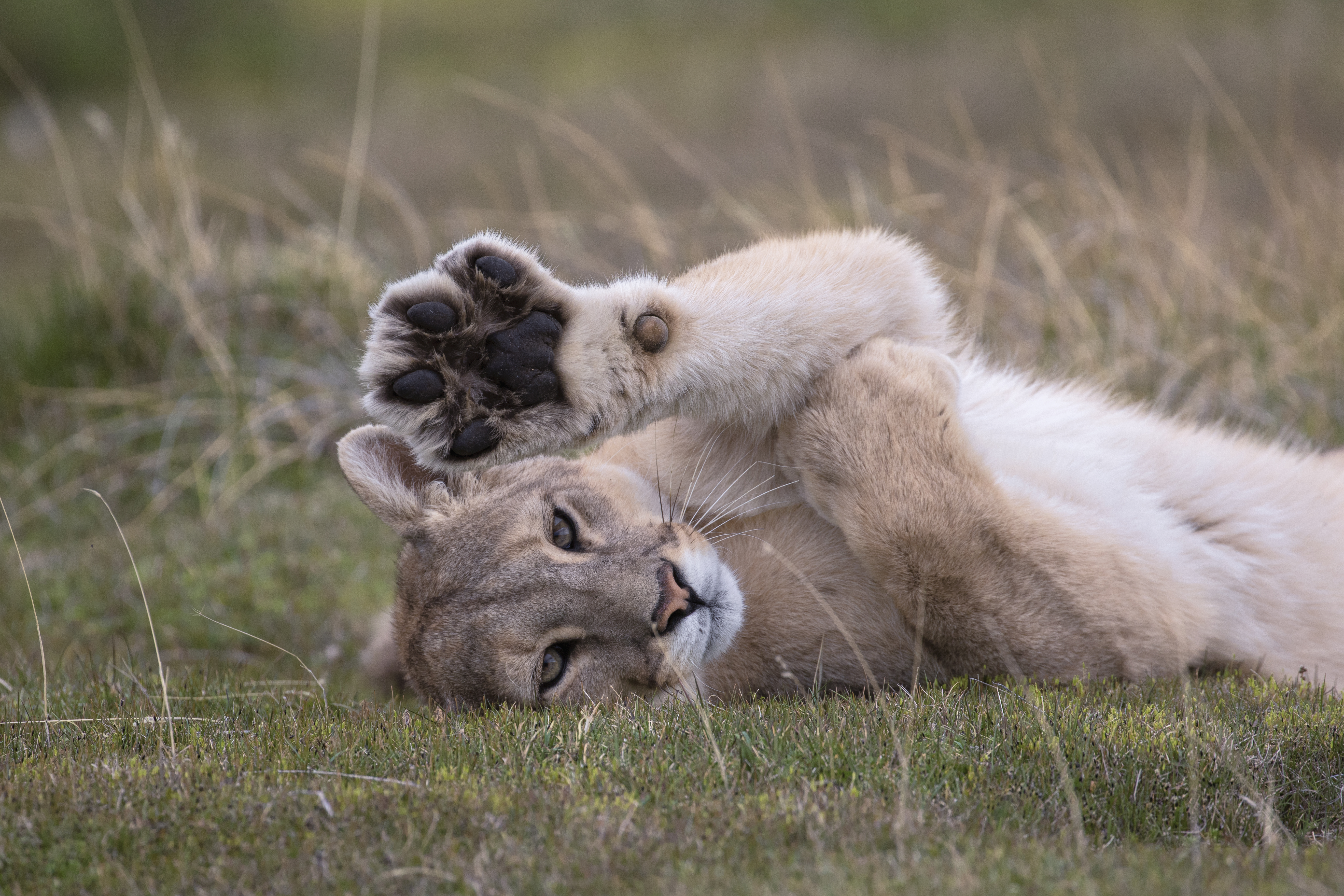 Puma stretching