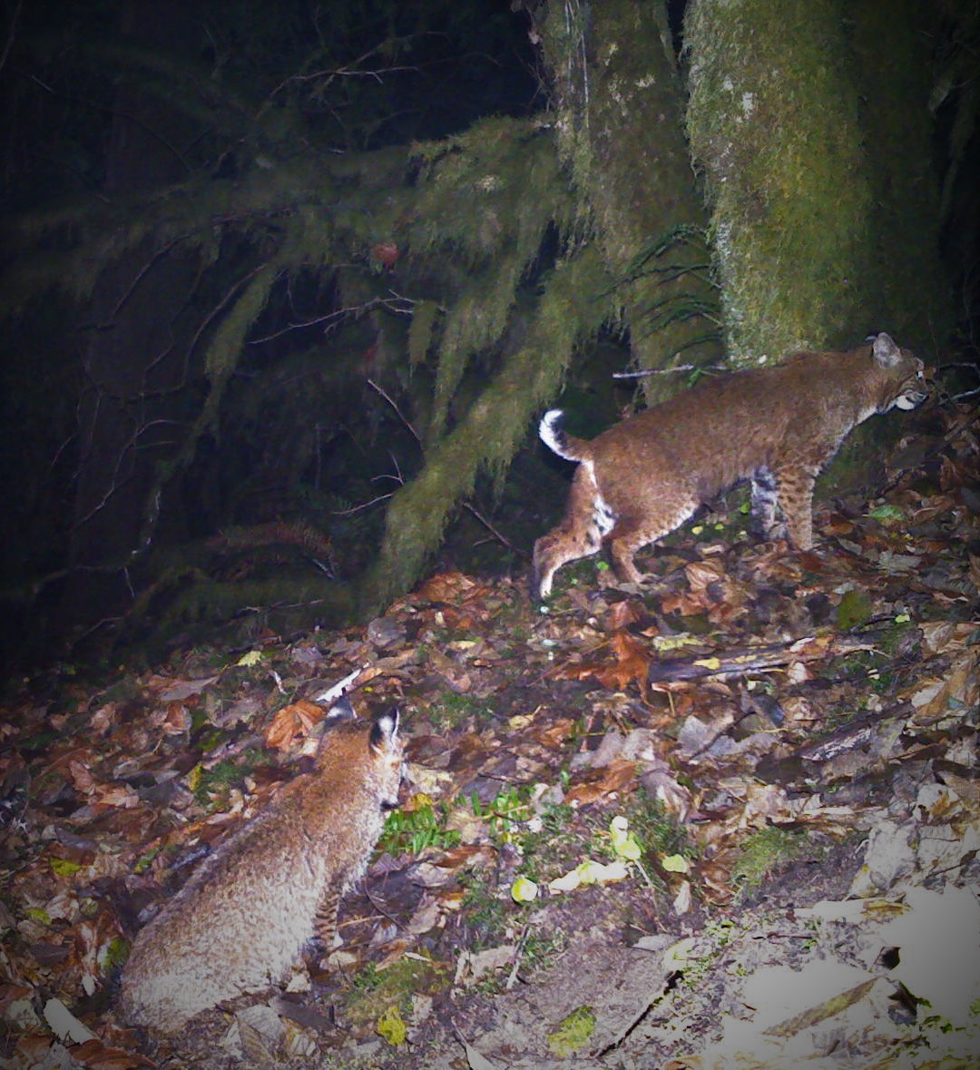 Bobcats