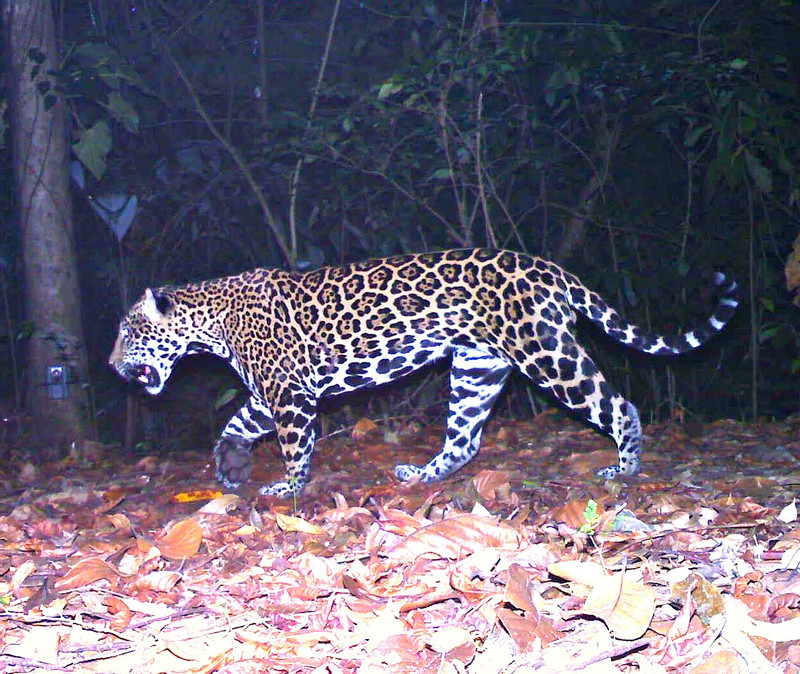 Jaguars Without Borders | Panthera