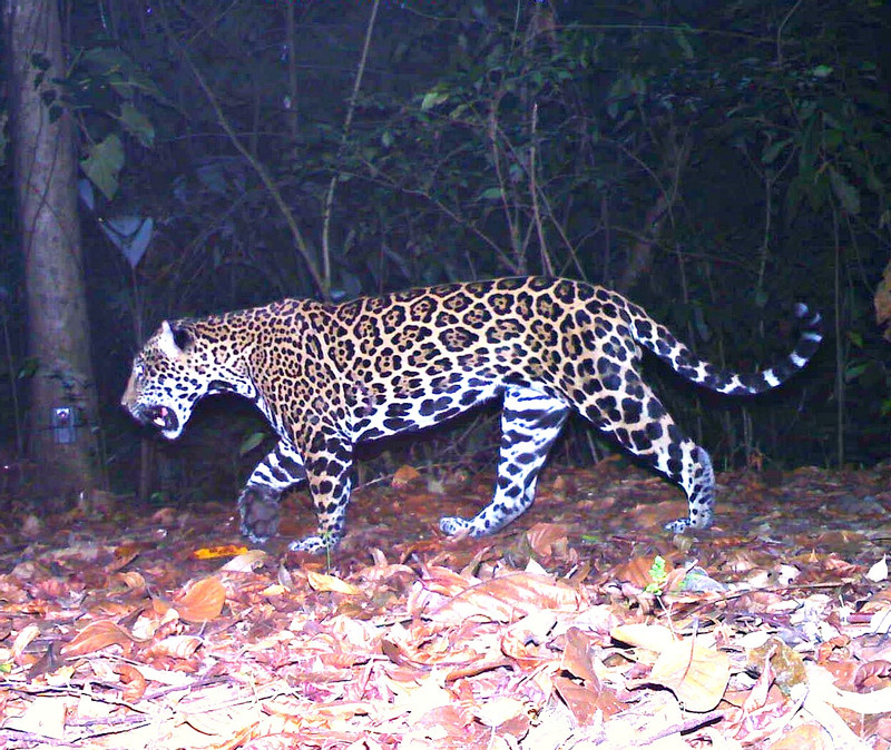 Jaguar camera trap