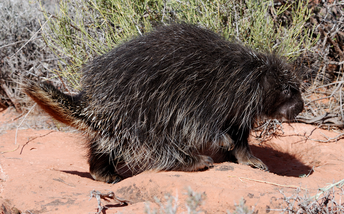 Porcupine