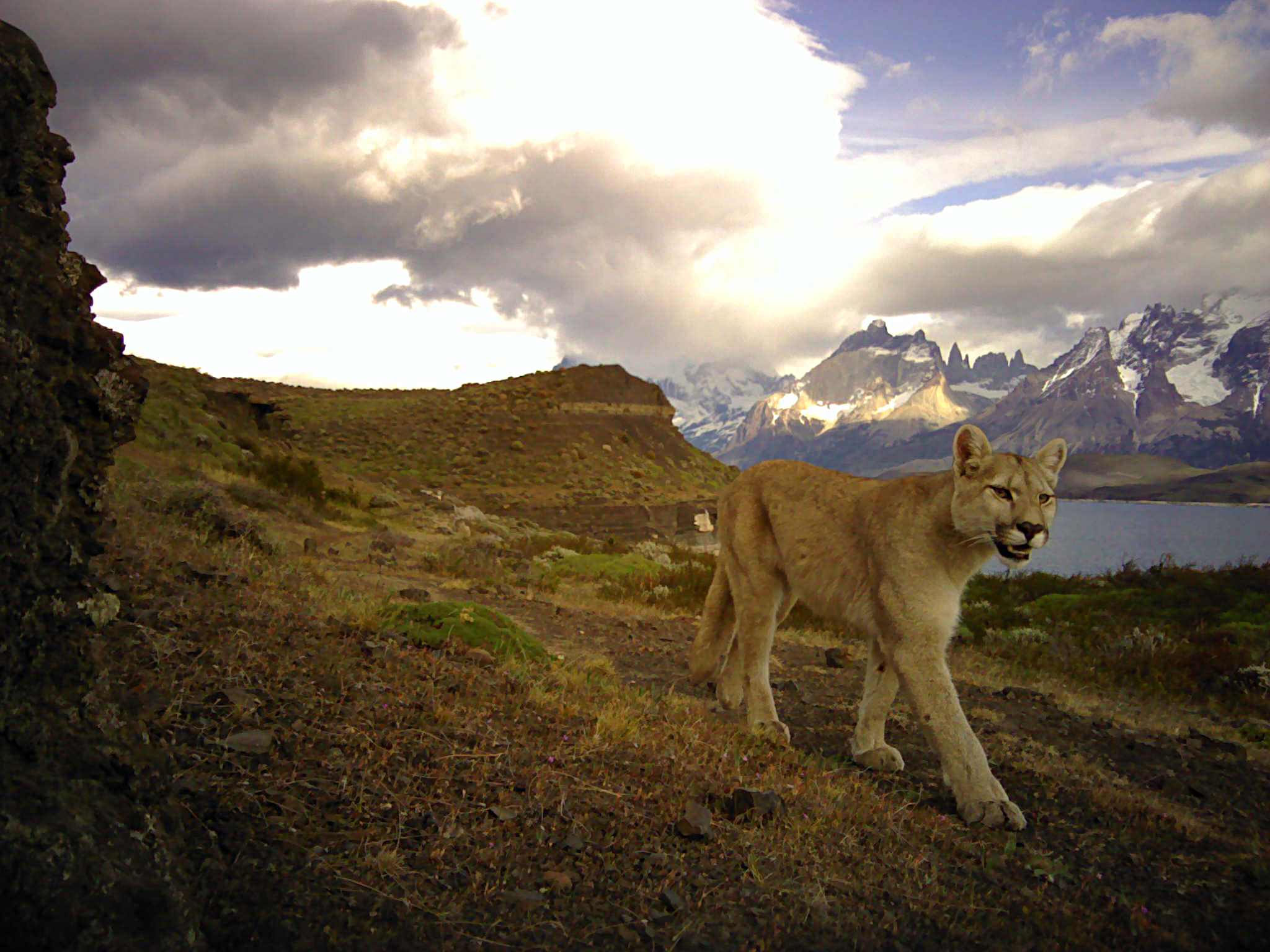 Puma camera trap