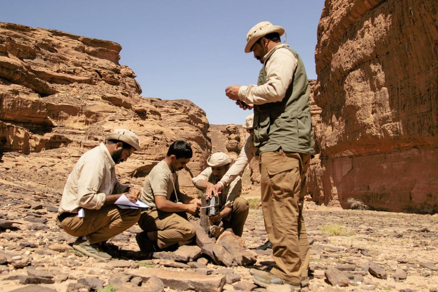 Rangers place a camera trap in Saudi Arabia.