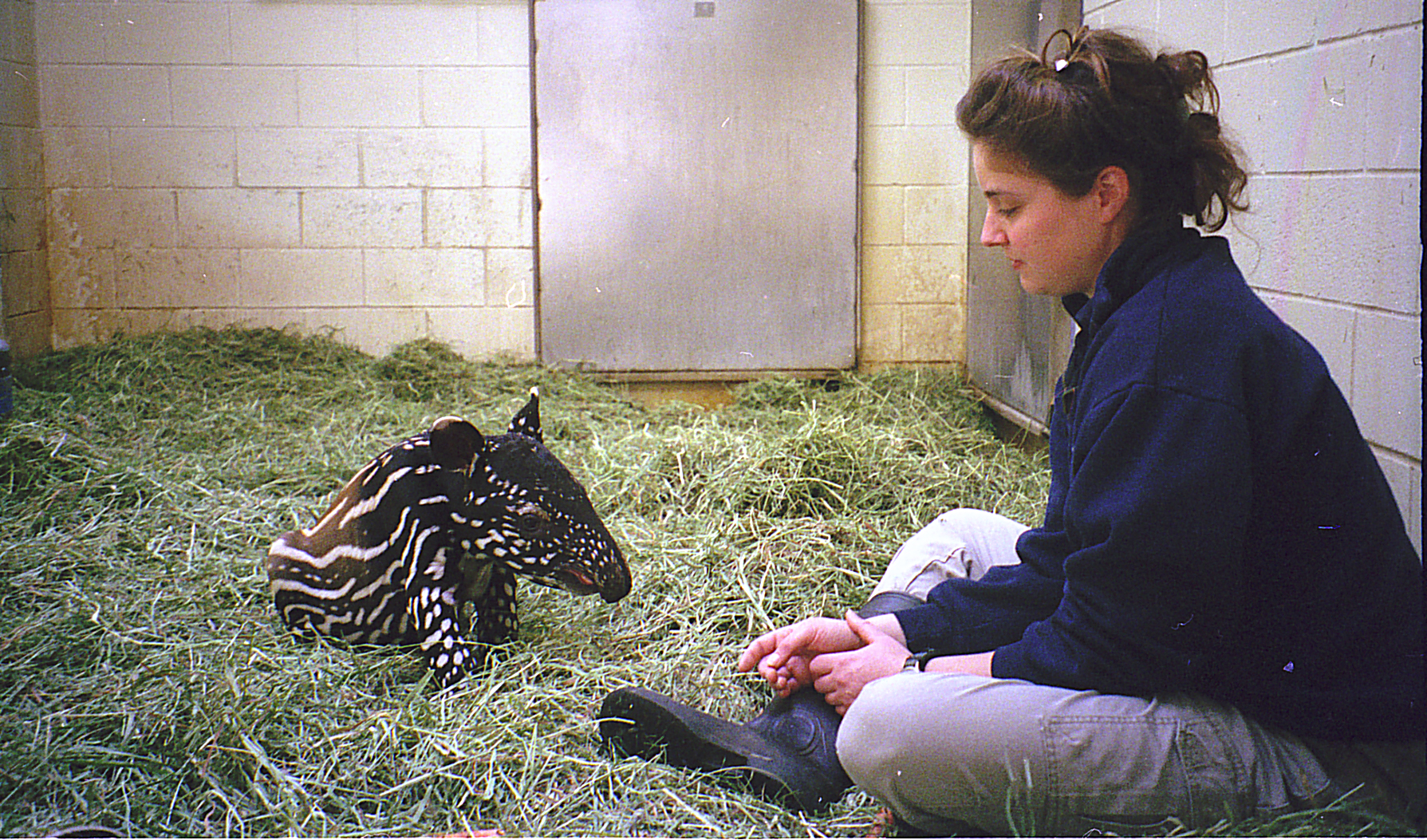 Rana Bayrakcismith socializing tapir calf born in 2000 at Woodland Park Zoo and raised by its mother.