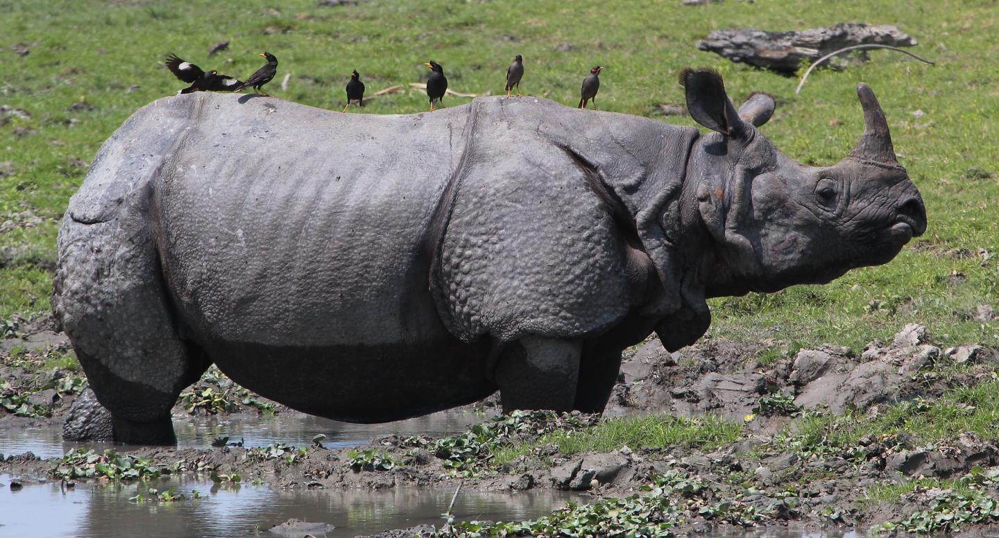 images of rhinos