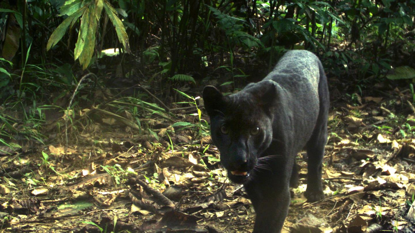 Black leopard Rare black leopard spotted crossing road while